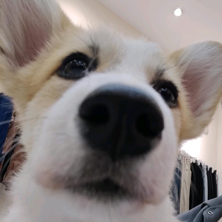 小小怪