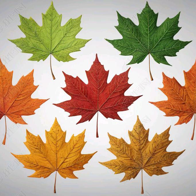 楓葉🍁