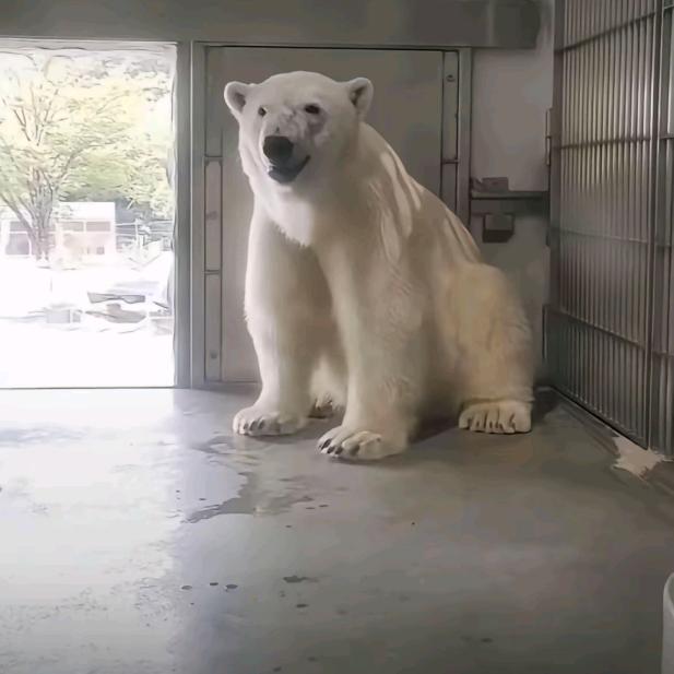 我的stm32又炸了