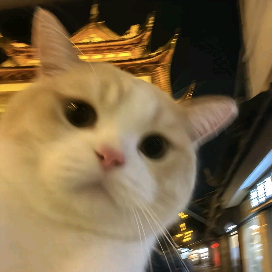 卡噗·浣熊