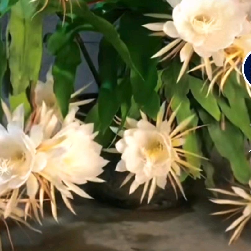 宁静致远