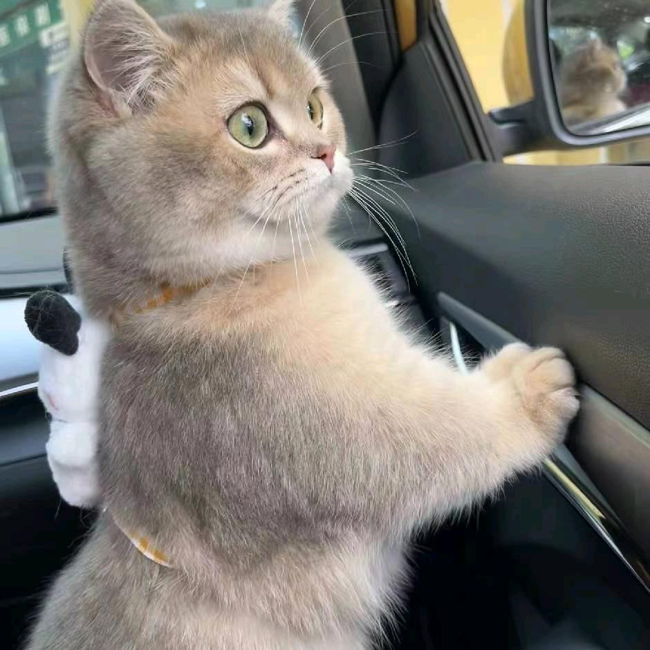小猫.