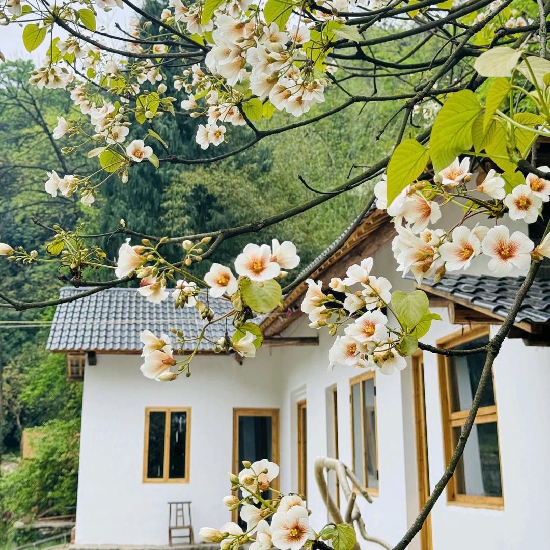 金老板