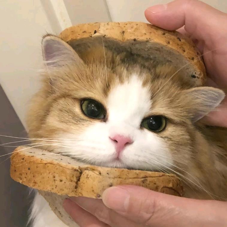 ⸜₍๑•⌔•๑ ₎⸝