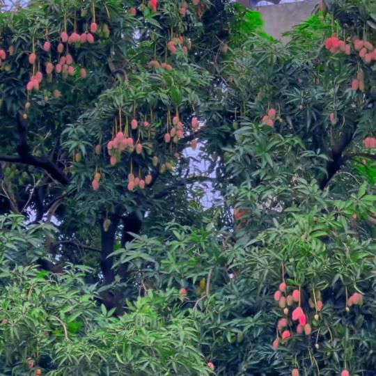 舞处不在六零老啊姨