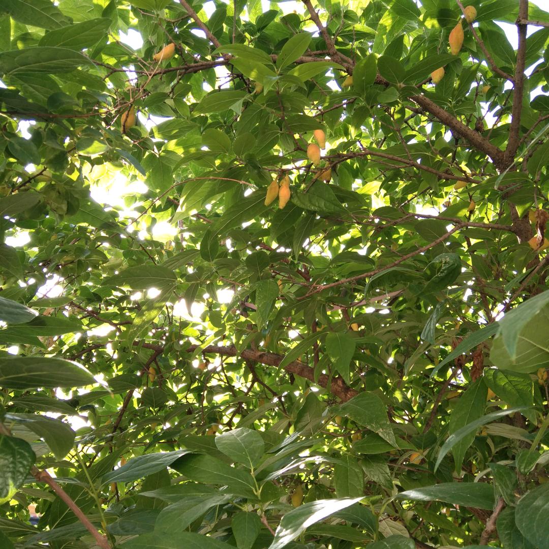 陈老四