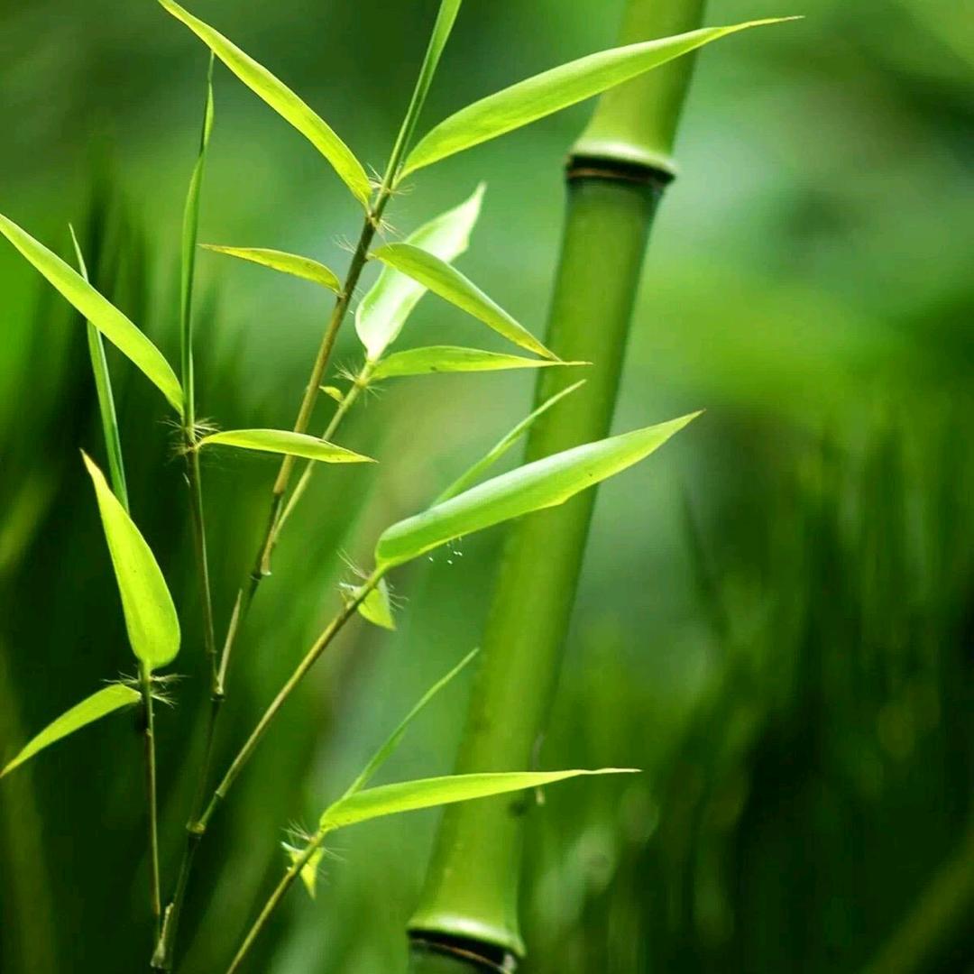 唐师傅竹艺