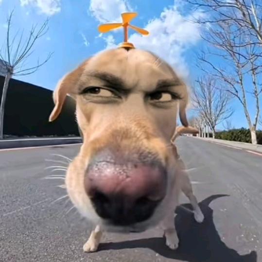 钵 钵 鸡