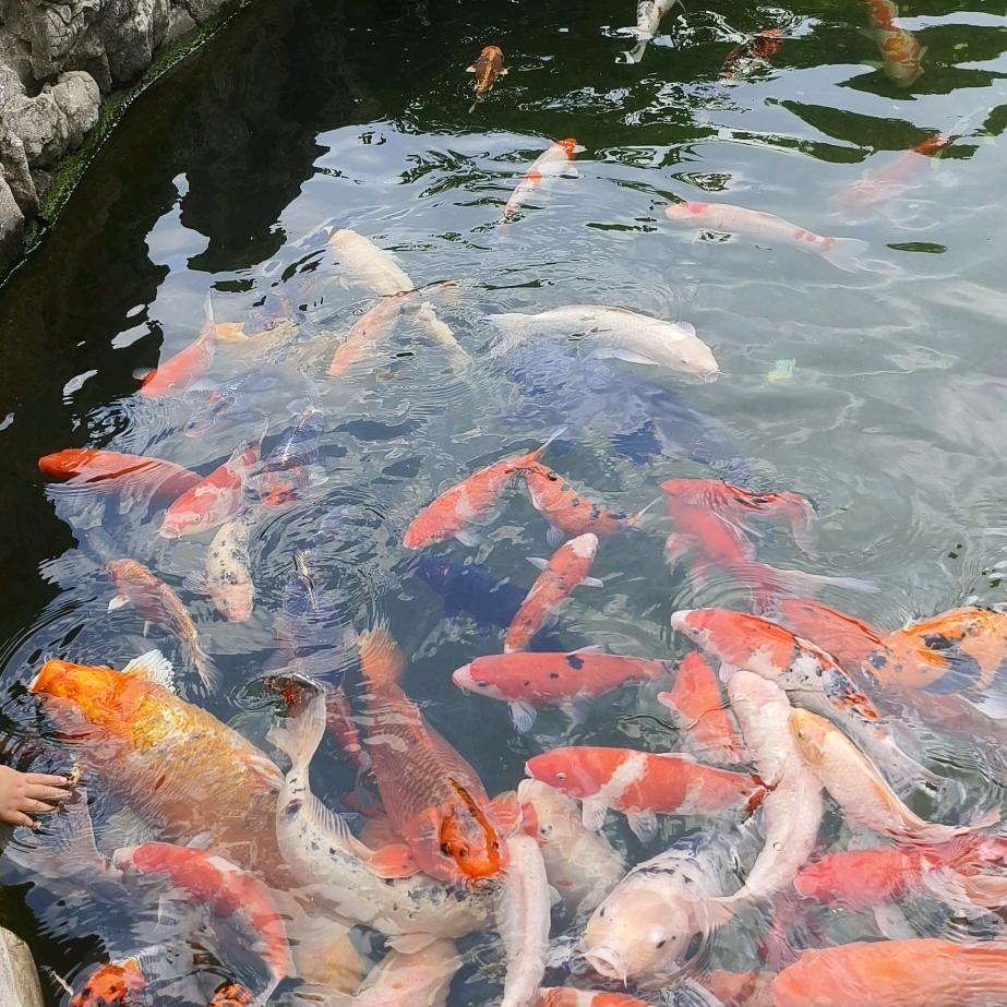 淡泊名利