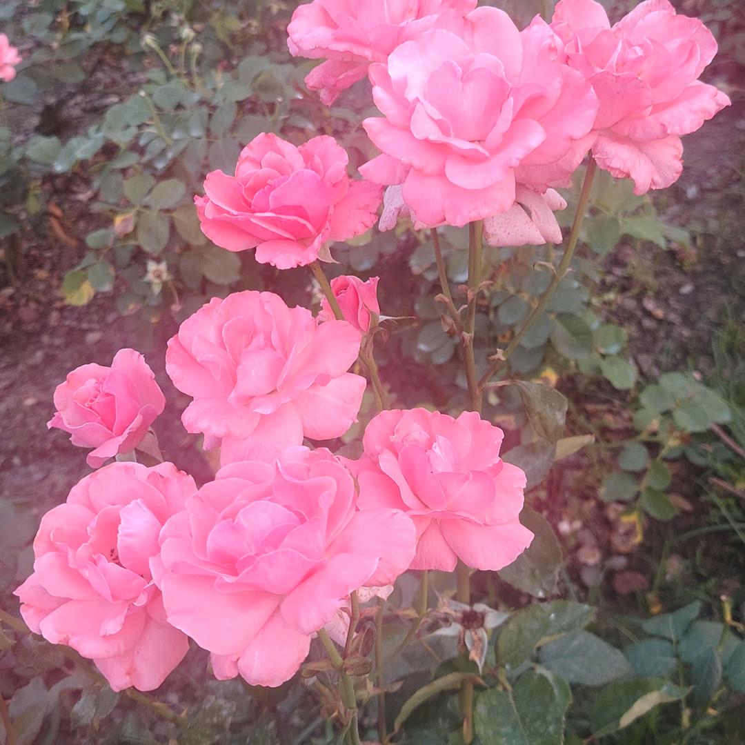 黄秀丽