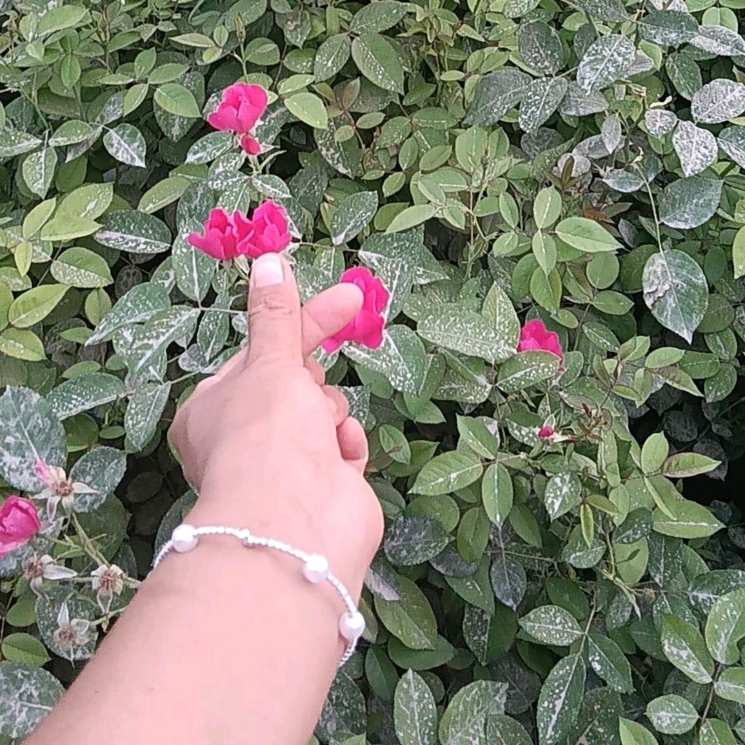 🌹日孜完古🌹