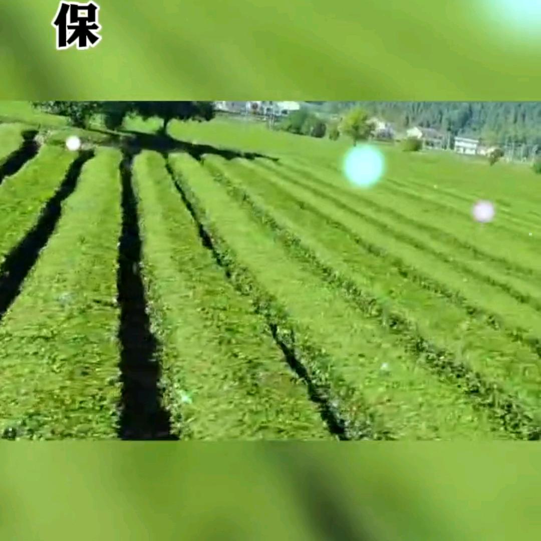 陈丛林（丛林茶业）