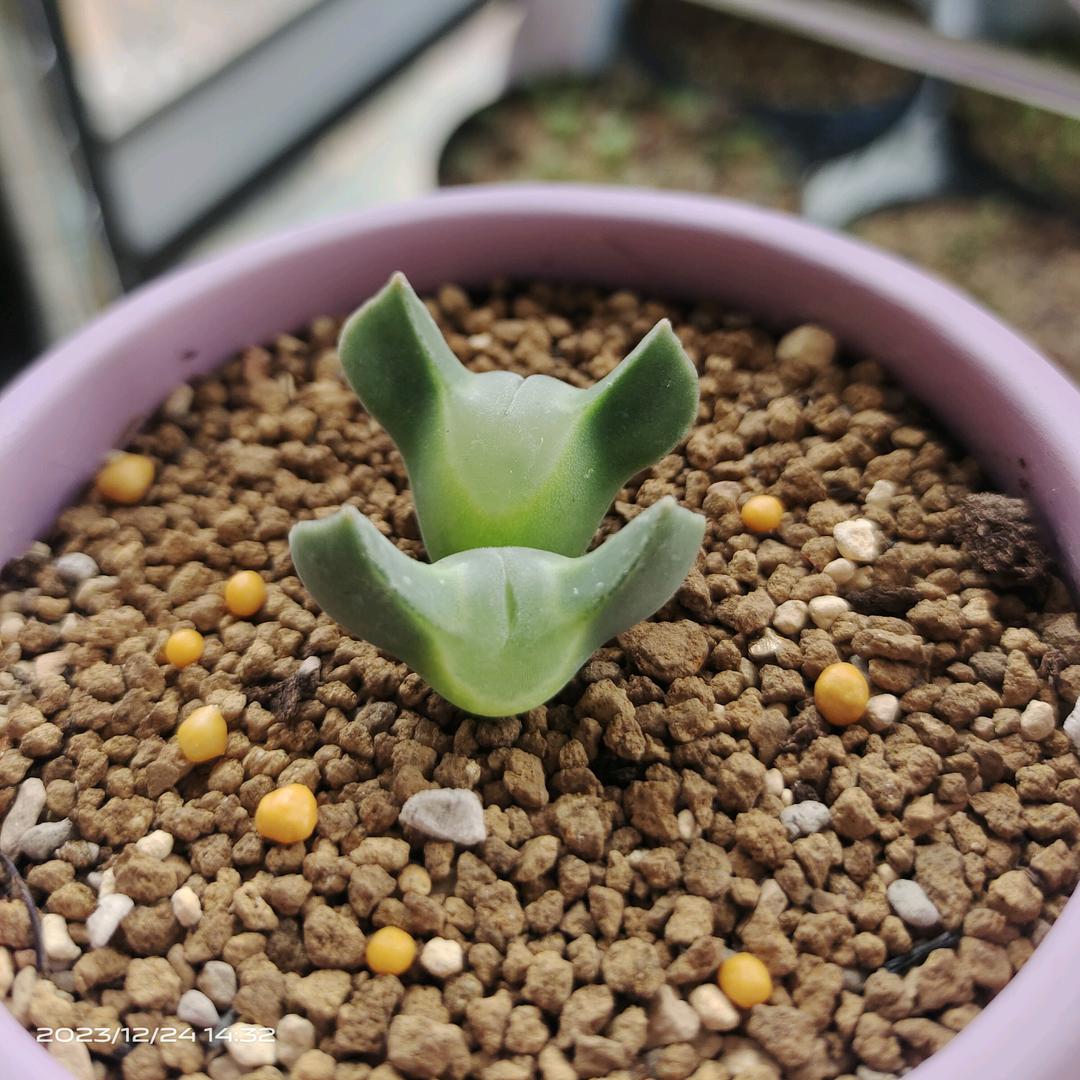 雪胖胖头像