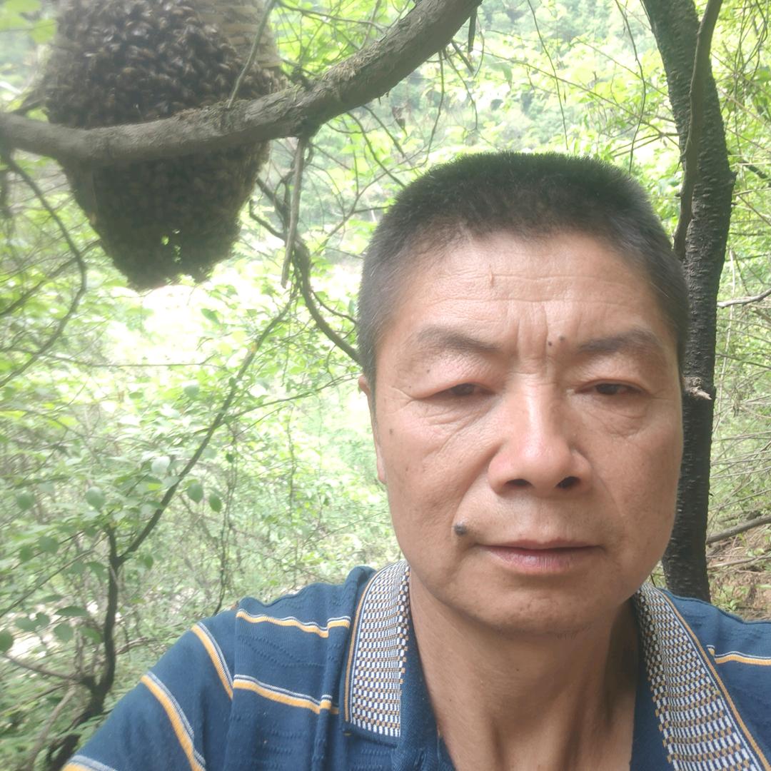 秦岭老陈土蜂蜜