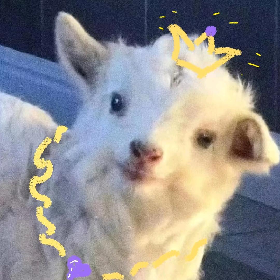 伟岸教育知薇老师🐟（沈师）