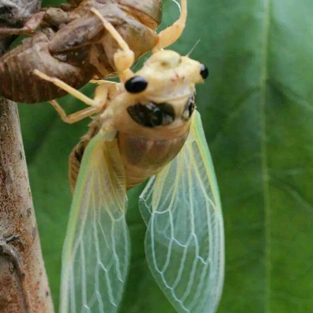 大鄢国苏哥，蝉缘