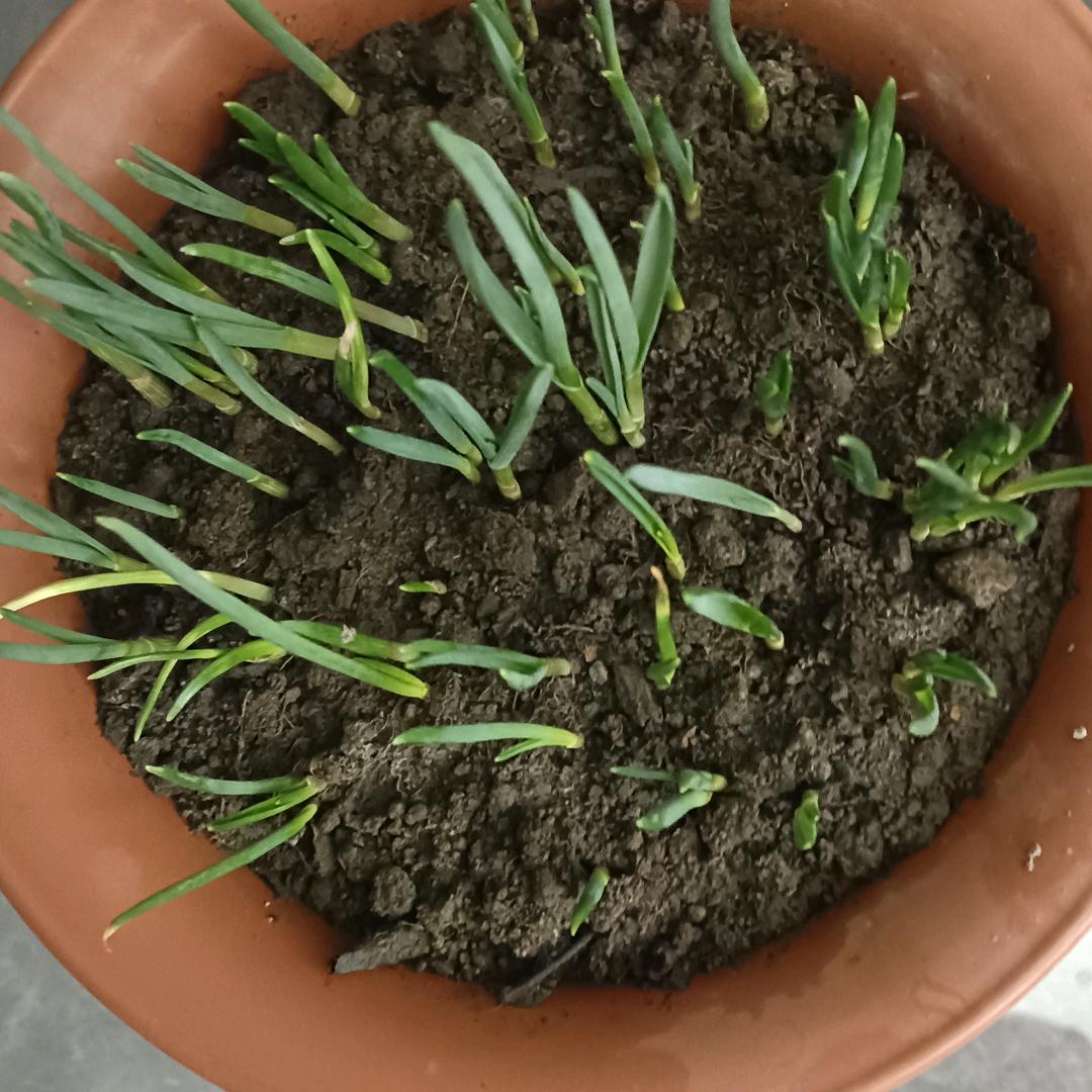 钢筋团队帮工头