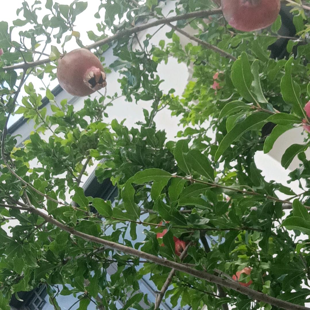 十一