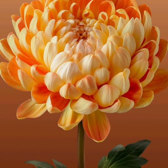 秋天的第一杯奶茶