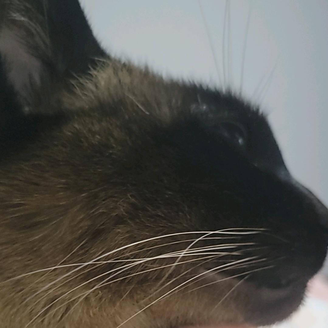 暹罗猫煤老板头像