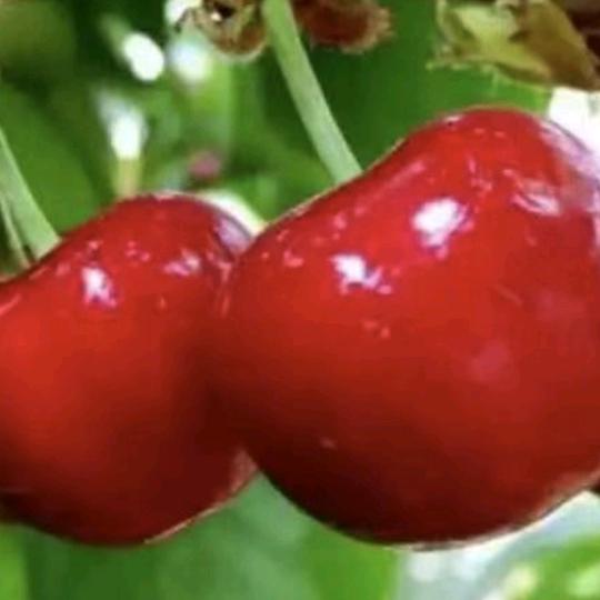 喜欢夏天🍒🍒🍒