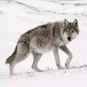 💤战青🐺狼✨💤