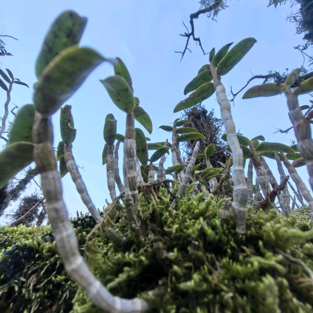 铁皮石斛源头基地