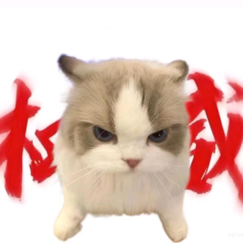 猫meme