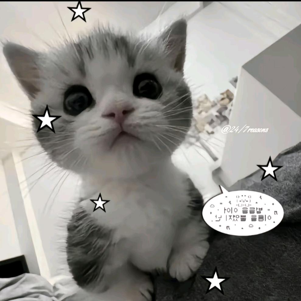 悲伤𝙆𝙞𝙩𝙩𝙮猫.