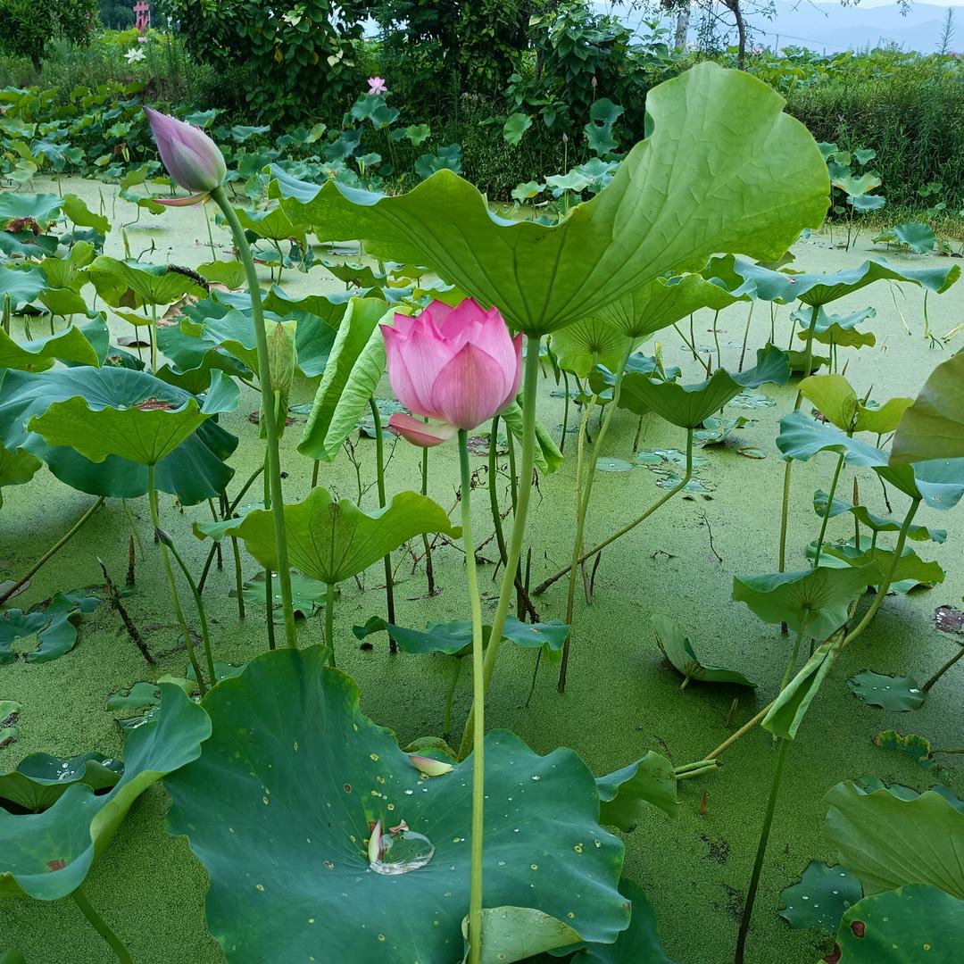 苏华蓉