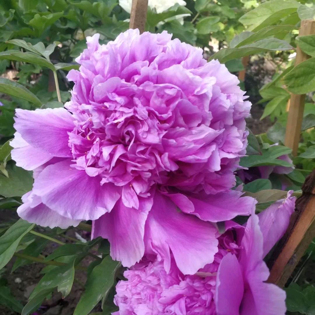 丹丹牡丹花卉小铺