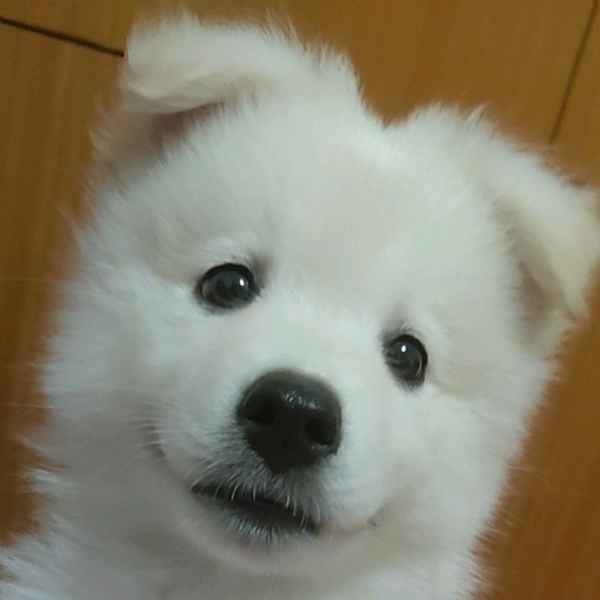 花鸡哥