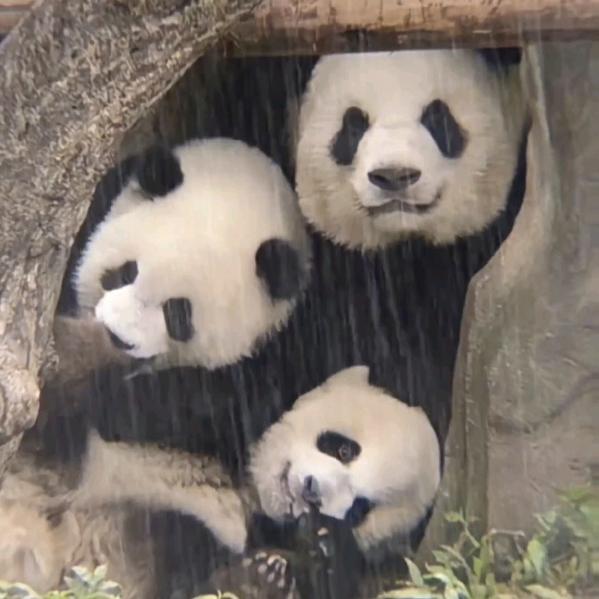 琴丫头*看熊猫