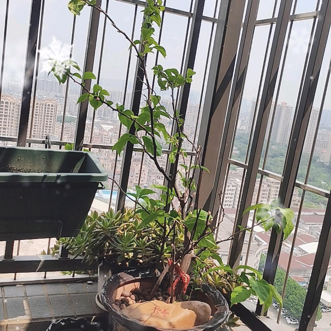 桥依