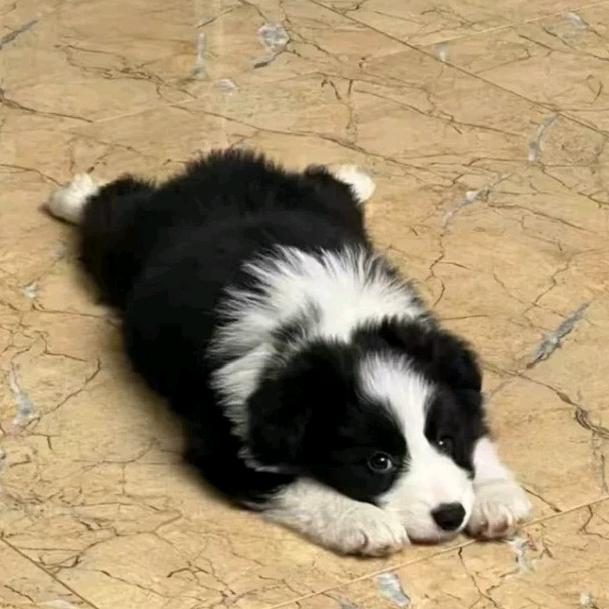 李梓萱
