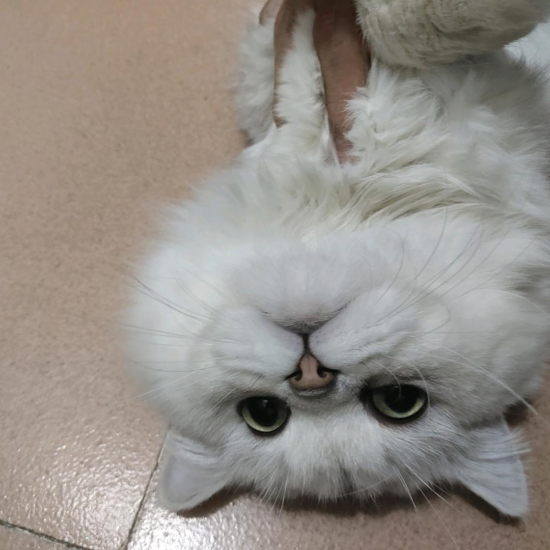 我真有只猫