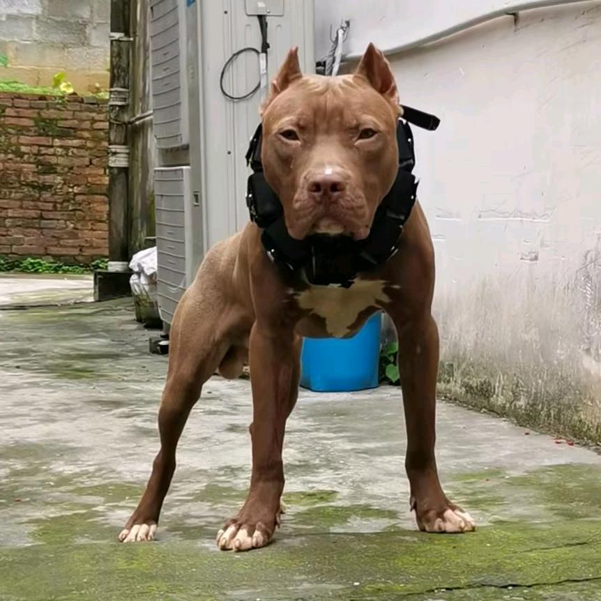 河池宜州阿凯名犬基地