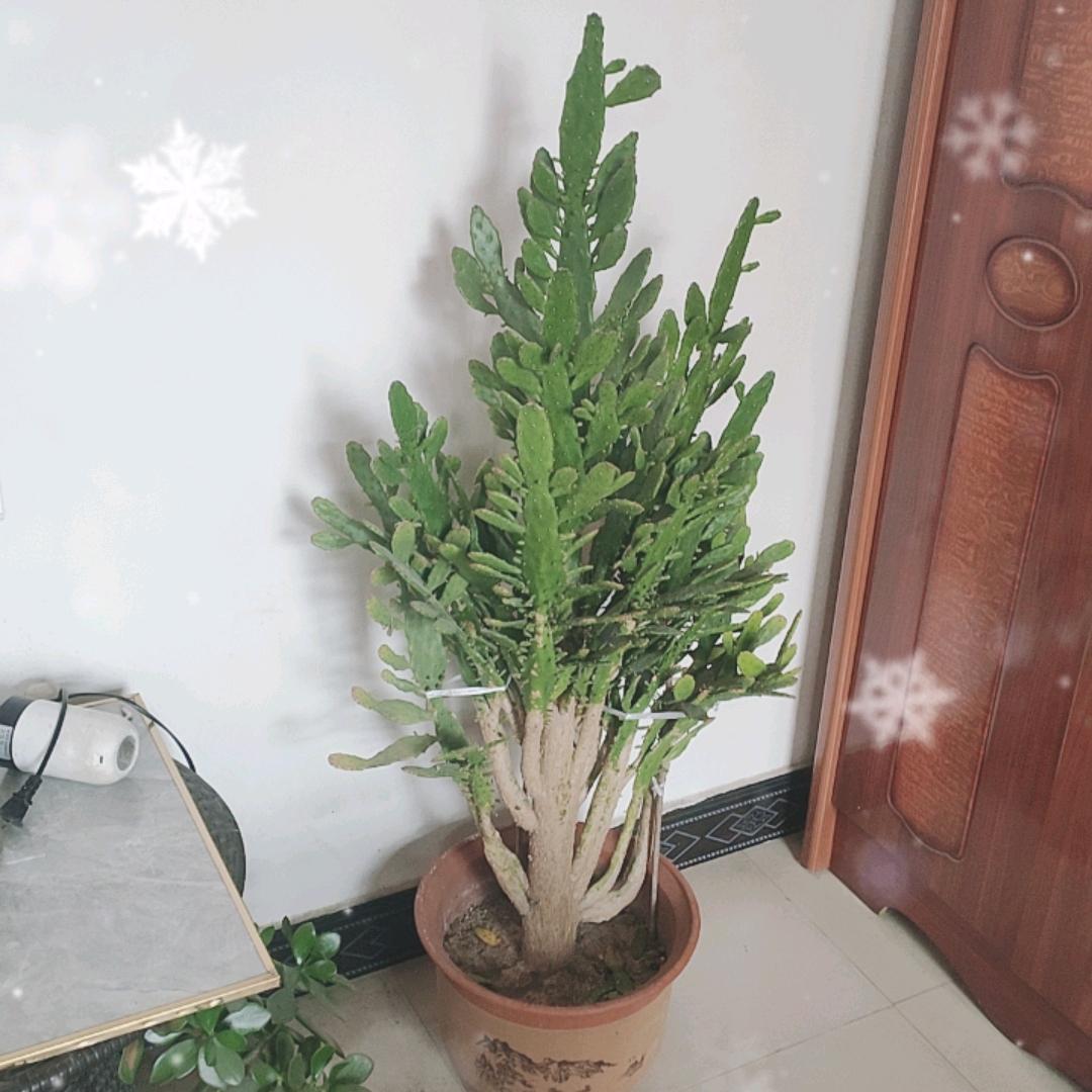 坚强人生🍀008🍀