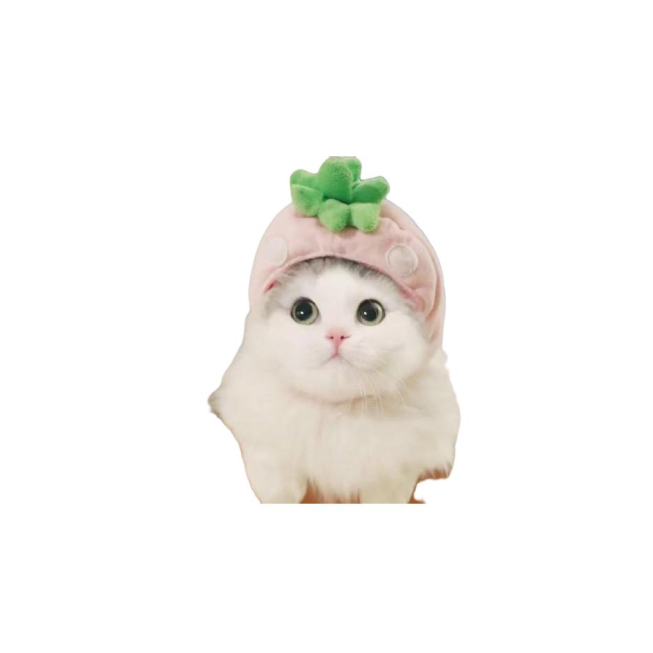 馋猫1188
