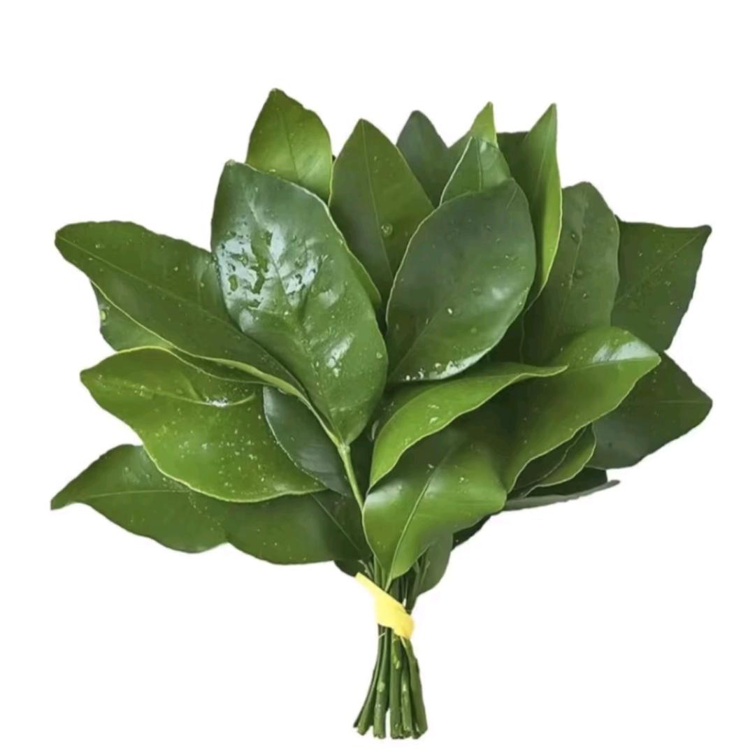 学好药理分析有机会🐟.