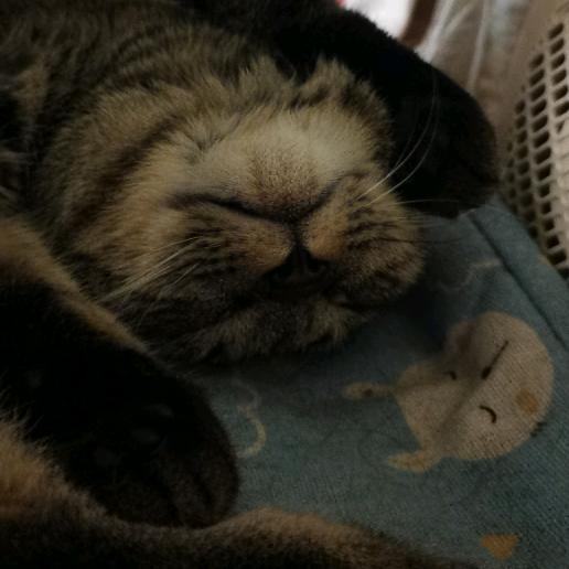 羊羊和小不点的幸福生活