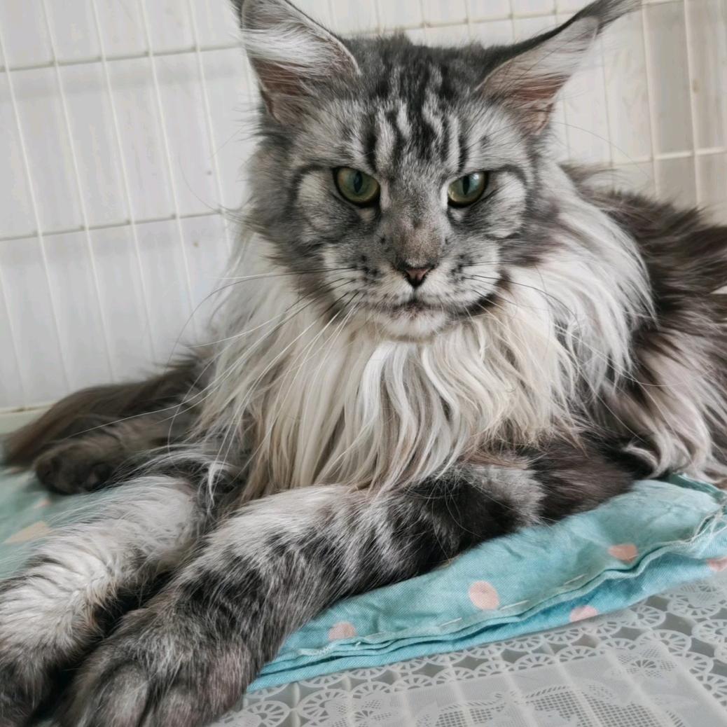 《好运》缅因猫💤  ╭(