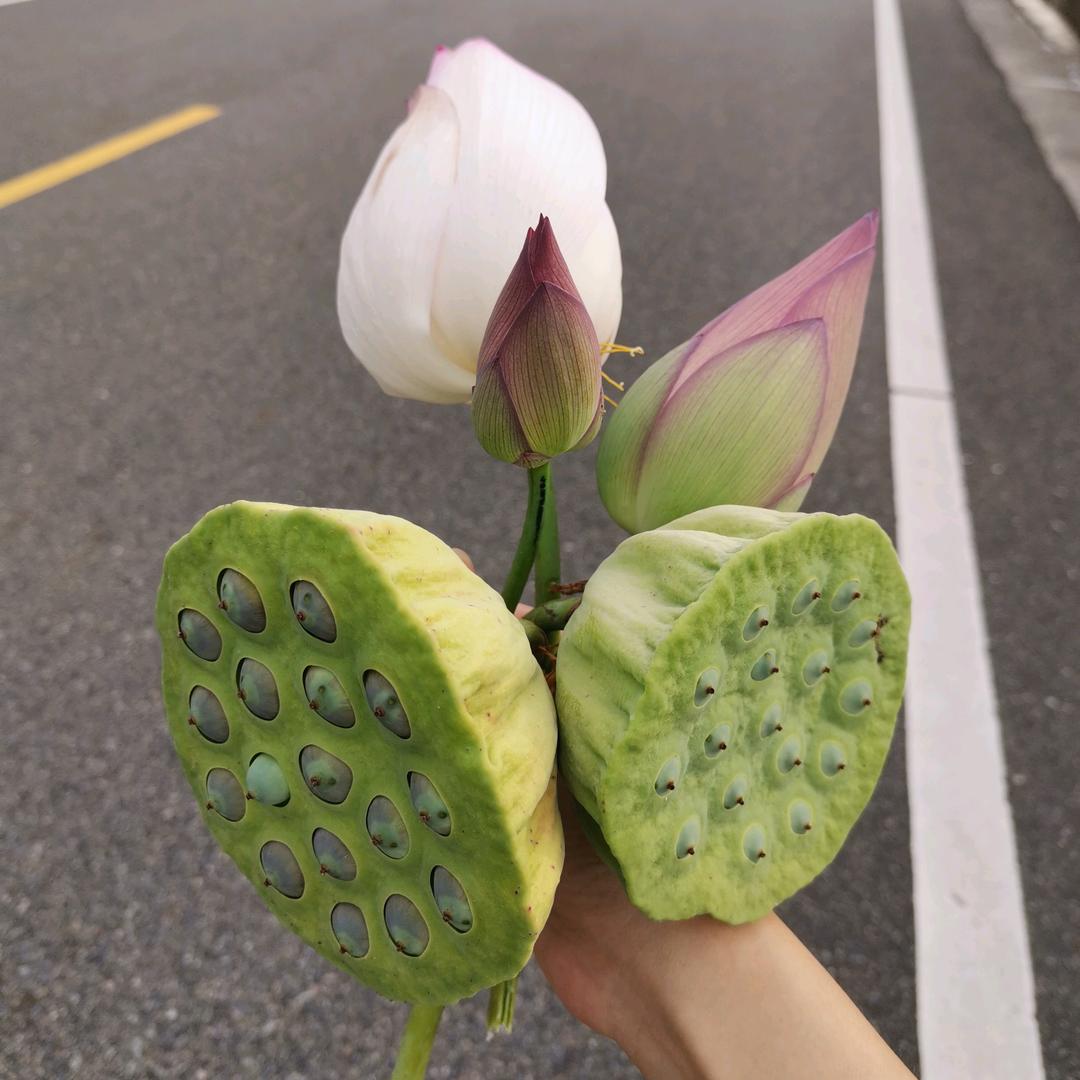 随缘（谢绝连赞）头像