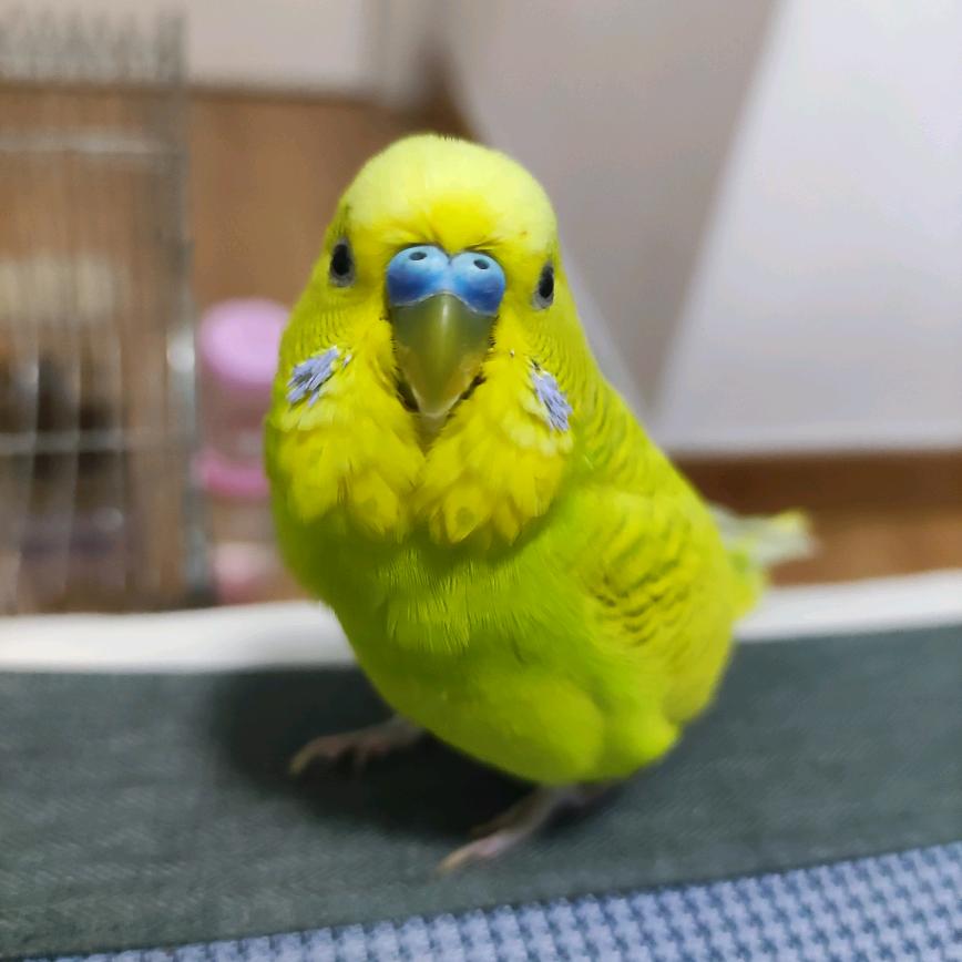 羽翼兰