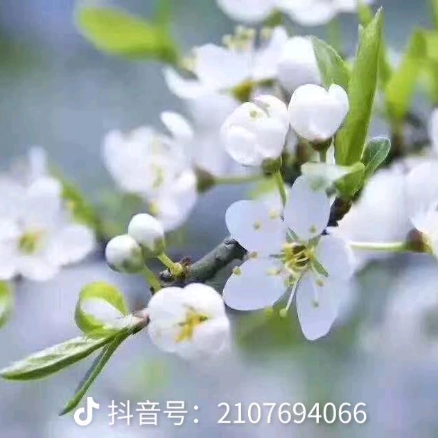 度娘