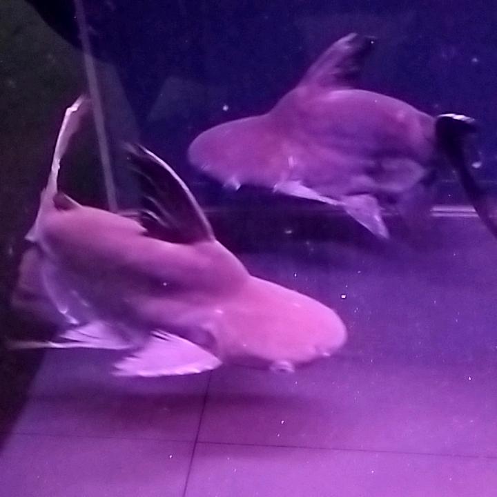 (低调)哥