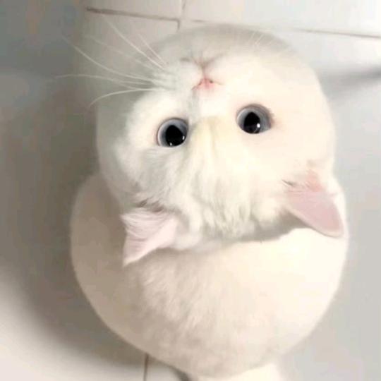 （-＾〇＾-）