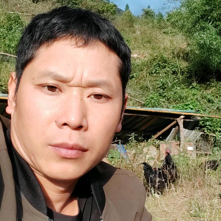 高山传统养殖 山羊蜂蜜土鸡