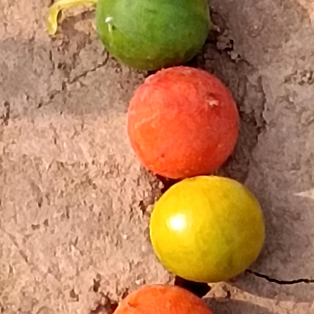 自由自在的生活