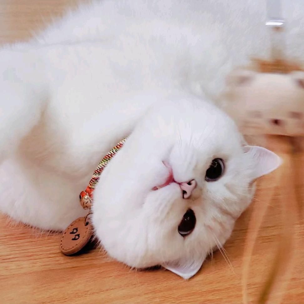 谢珍珍